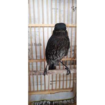 burung cingcoang trotolan jantan