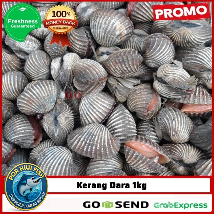 

GROSIR Kerang Dara 1 kg / Kerang Dara Segar / Kerang Dara Segar 500 gram