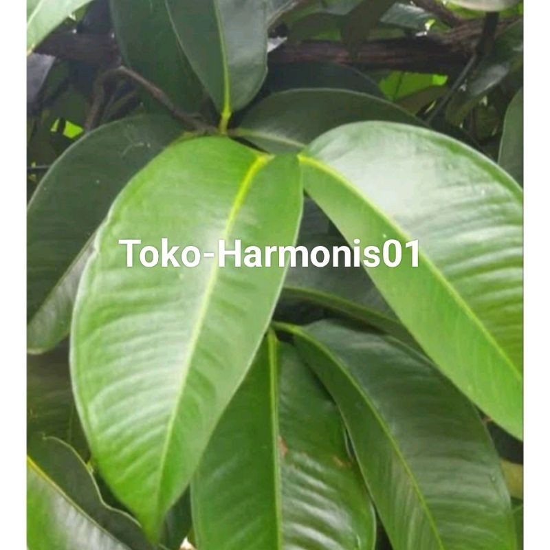 

Cod Daun manggis Organik berat 500g untuk obat herbal .