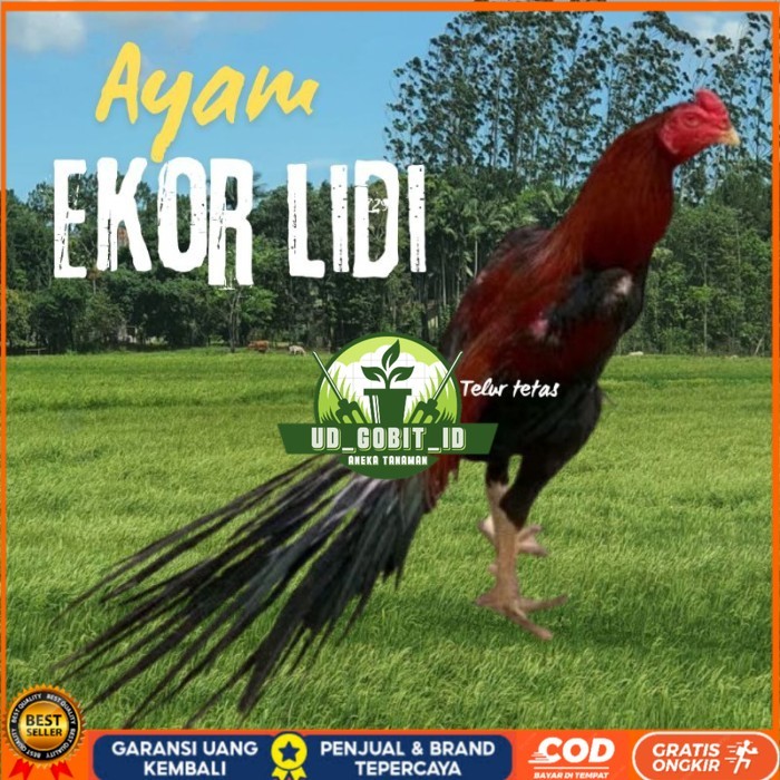 

telur ayam ekor lidi original bisa untuk di tetaskan vertil UD_GOBIT_ID