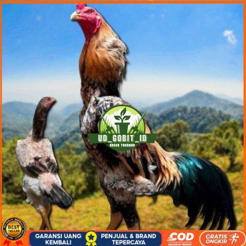 

telur tetas ayam shamo aduan UD_GOBIT_ID