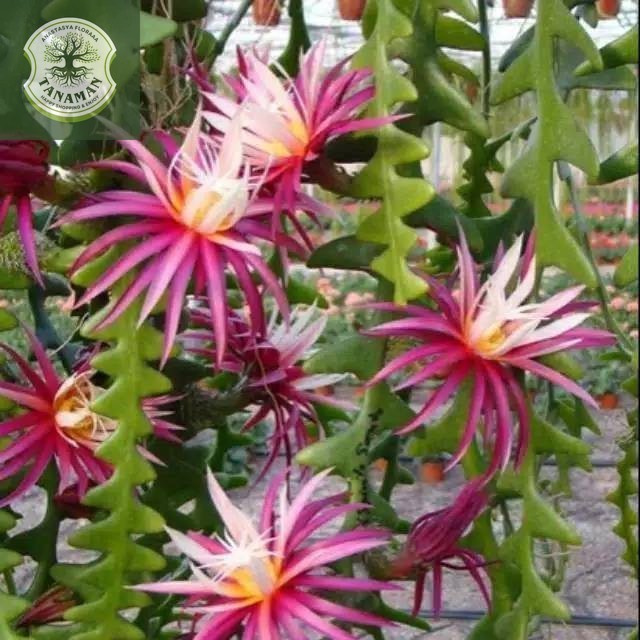 BUNGA WIJAYA KUSUMA KERIS -TANAMAN GANTUNG WIJAYA KUSUMA -KUSUMA BUNGA MERAH