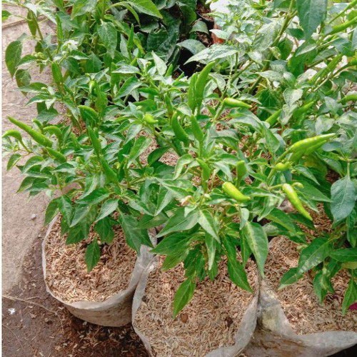 Tanaman CABE RAWIT SETAN JUMBO BERBUAH - Cabai Rawit Cabe Setan