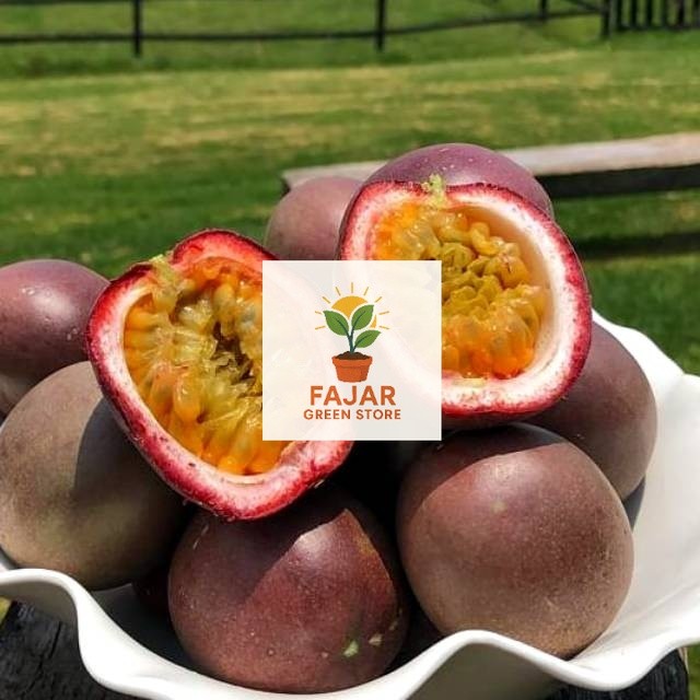 10 Bibit Buah Markisa Ungu Manis Super Benih Tanaman Buah Markisa Madu Premium Berkualitas Unggul FA