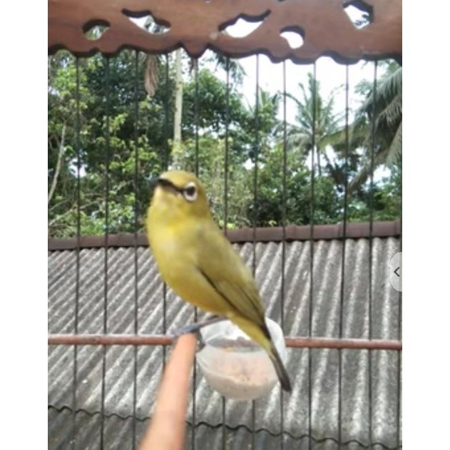 pleci dakun Pacitan gacoran jantan