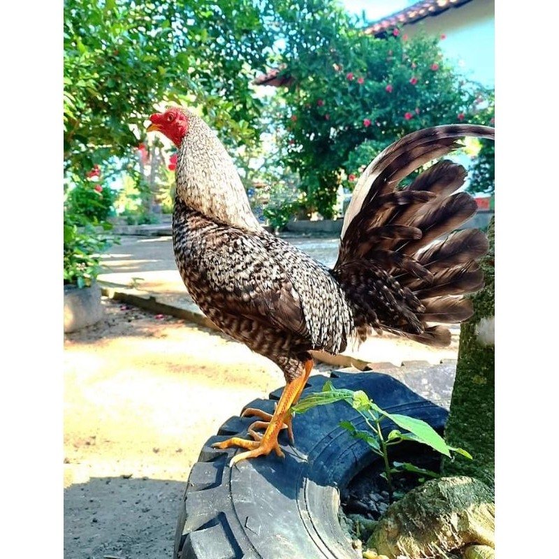 

telur ayam fertil sweter ak 57 paket 4 butir