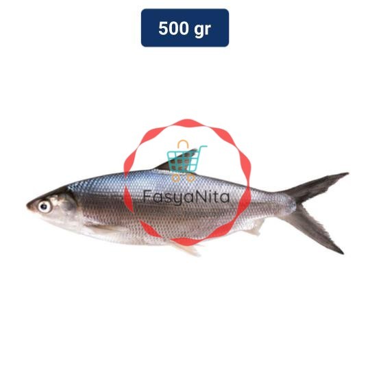 

Ikan Bandeng 1 Pack (400 - 550 gr) - Fasyanita Denpasar