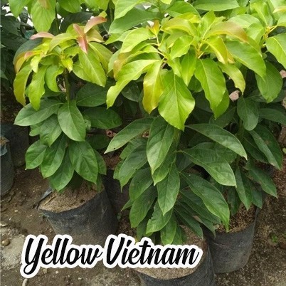 paket 2 bibit alpukat yellow vietnam import langka