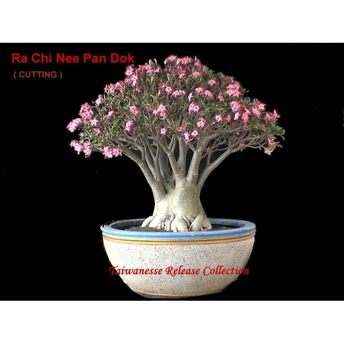 Benih / BIbit / Seed RCN Adenium Arabicum Rachinee