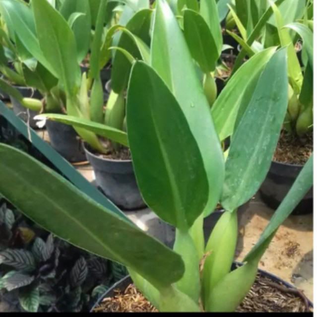 philo katak/philodendron katak martianum/philo bibit tanaman hias