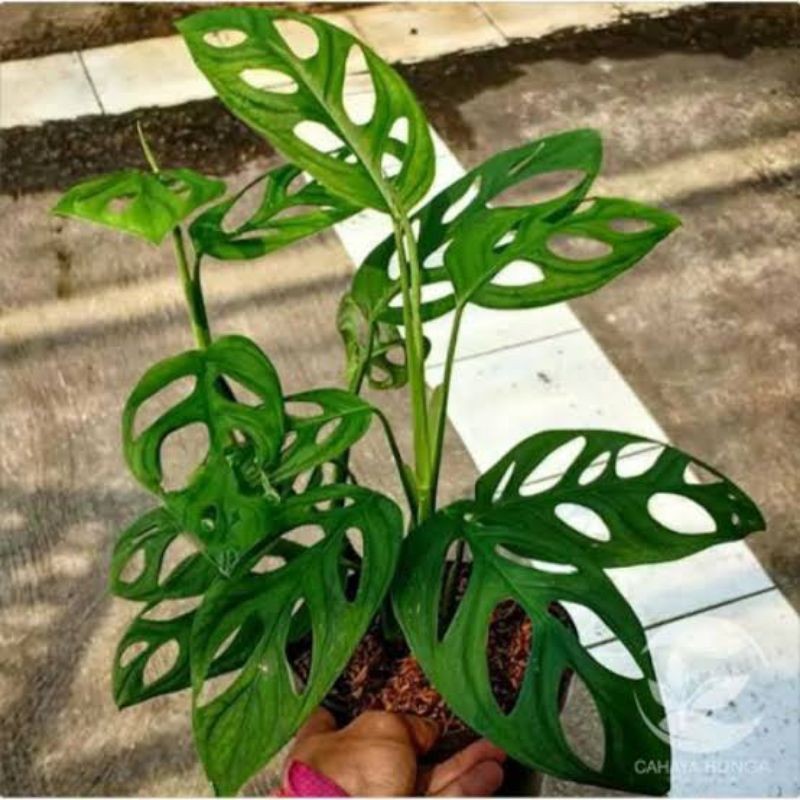 Tanaman Hias Janda Bolong | bibit janda bolong