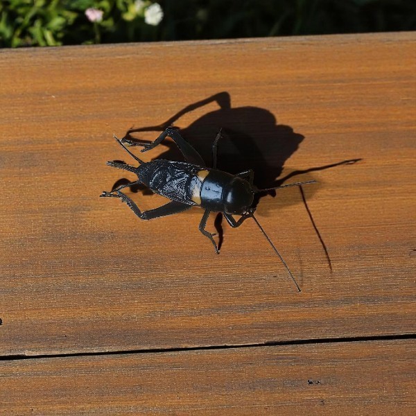 GARUT JANGKRIK COD HIDUP JANGKRIK GARUT  KALUNG /HITAM/ MERAH/ JANGKRIK ADUAN/JANGKRIK KALUNG/JANGKR