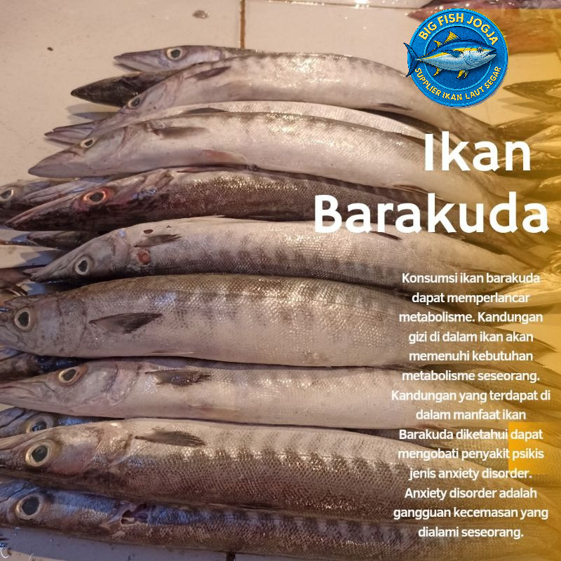 

Ikan Barakuda Fresh 1Kg Isi 1-6 ekor