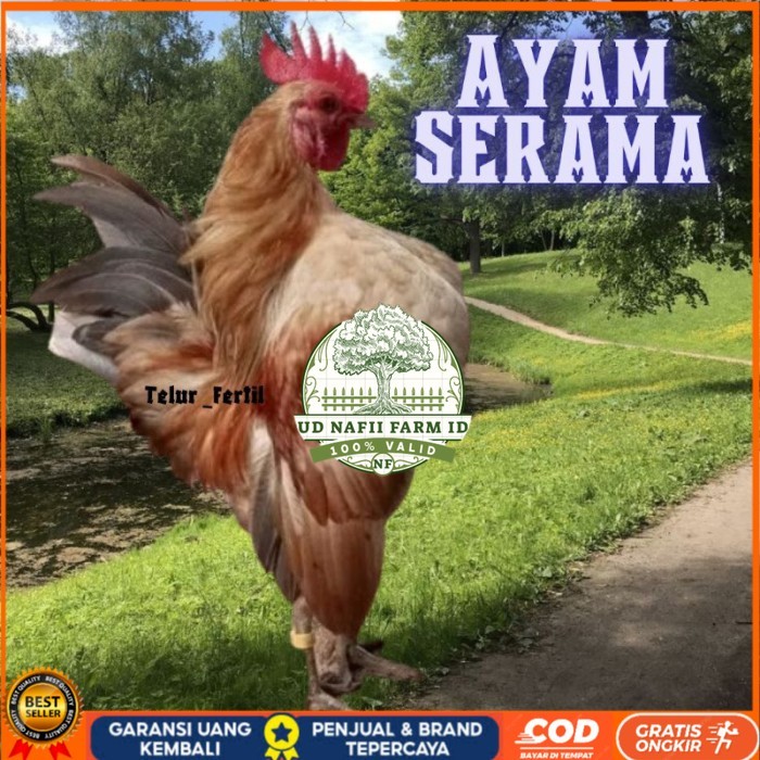 

telur ayam Kate Serama asli pendek original berkualitas UD NAFII FARM ID