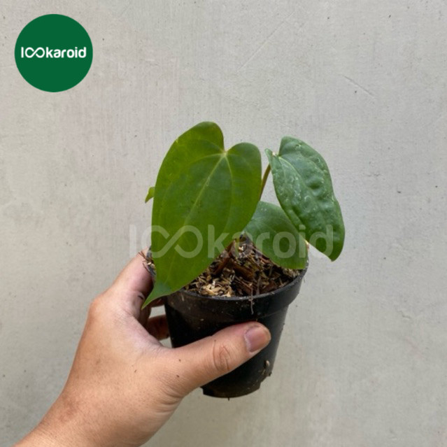 Tanaman Hias Anthurium Dark Pheonix / Kuping Gajah Dark Pheonix