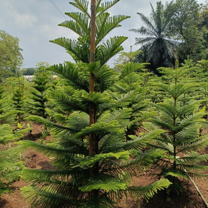 pohon Cemara Norfolk/Cemara pentris((tinggi 2 meter))