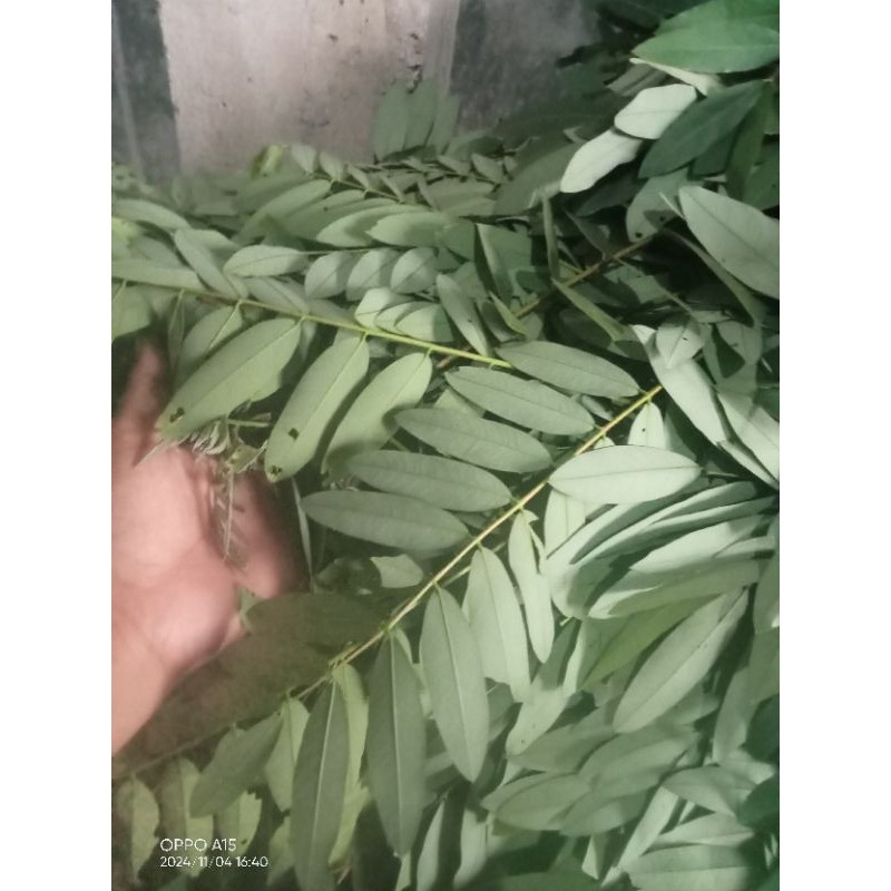 

daun Johar/daun jowar fres segar 1 tali besar