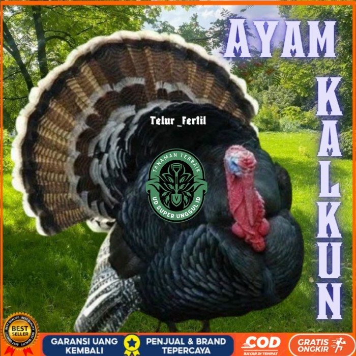 

telur ayam kalkun untuk ditetaskan original berkualitas UD_SUPER_UNGGUL_ID