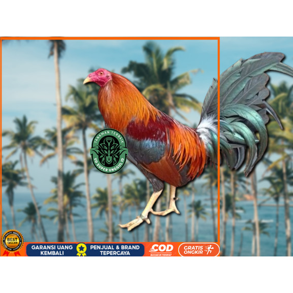 

telur ayam Philipin asli petarung bisa untuk di tetaskan UD_SUPER_UNGGUL_ID