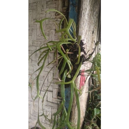 kadaka rumpai kadaka tandukrusa mini