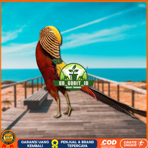 

telur ayam golden pheasant asli bisa untuk di tetaskan UD_GOBIT_ID