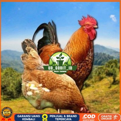 

telur tetas ayam shamo asli UD_GOBIT_ID