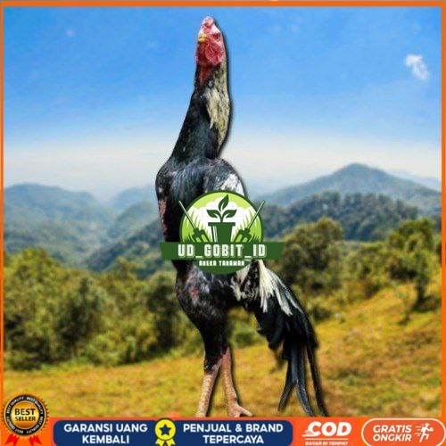 

telur ayam shamo eropa ori bisa untuk di tetaskan UD_GOBIT_ID