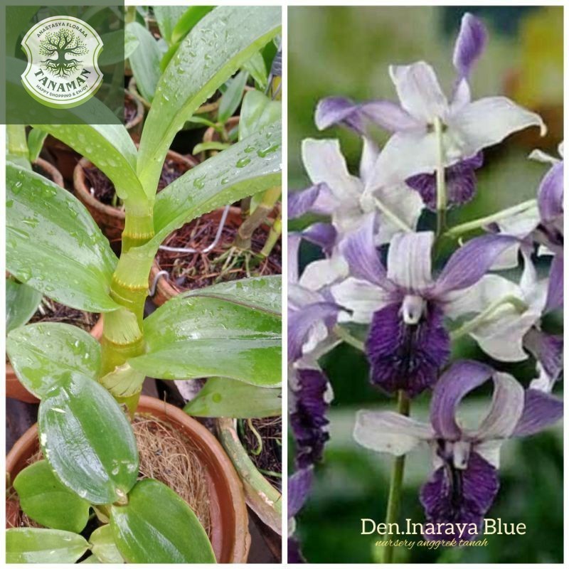Anggrek Dendrobium Inaraya Blue