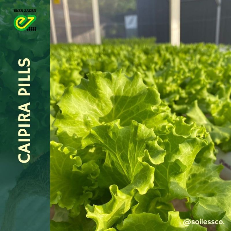 Benih Lettuce Caipira Pills Indoseed Isi 500 Pills