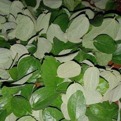 

Gelaskosong11 Daun Bidara Arab Segar isi 100 Helai