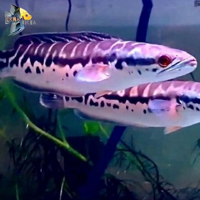 Channa Micropeltes | Toman Size 10-13 cm