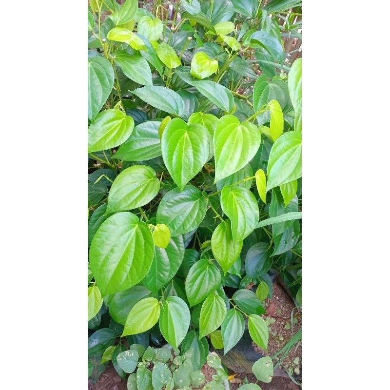 

jual daun sirih hijau per 50pcs segar