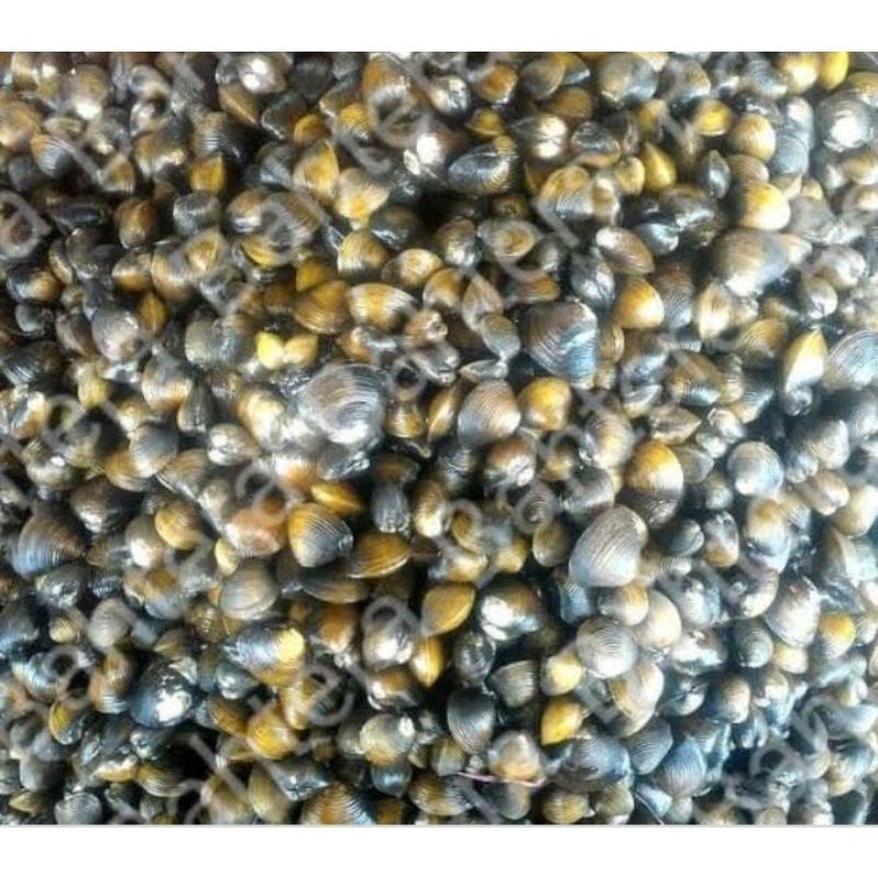 

jual cece / haremis hidup 500grm