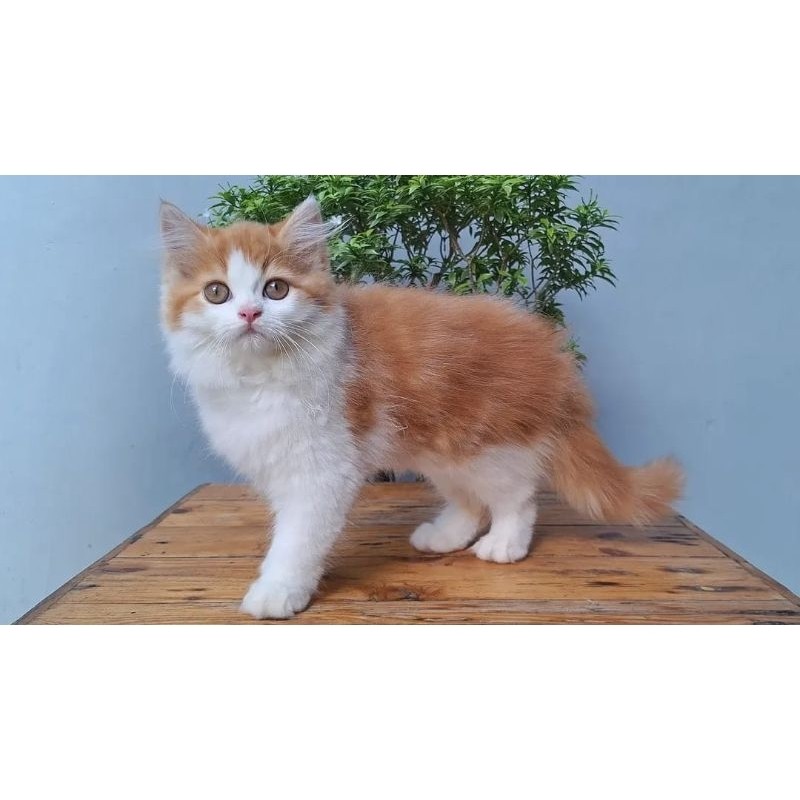 KUCING PERSIA MEDIUM BETINA 2 BULAN OREN PUTIH