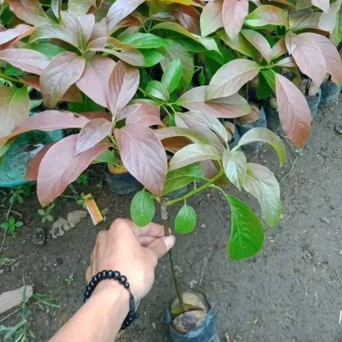 PAKET 3 Bibit Alpukat Red Vietnam tinggi 70cm - 80cm