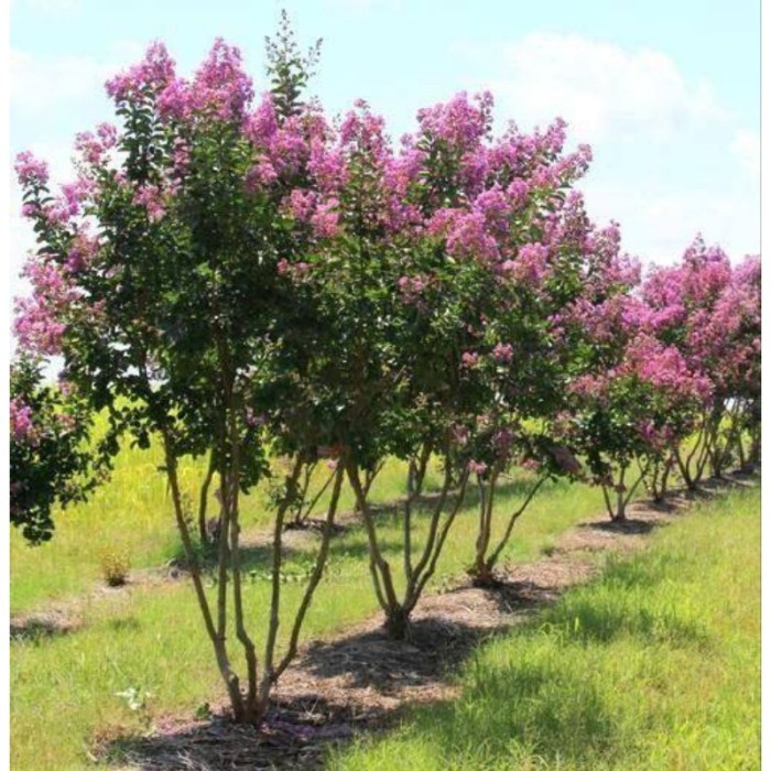 Pohon Bungur Sakura Tinggi 2 Meter | Pohon Pelindung Bungur Tinggi 2 Meter