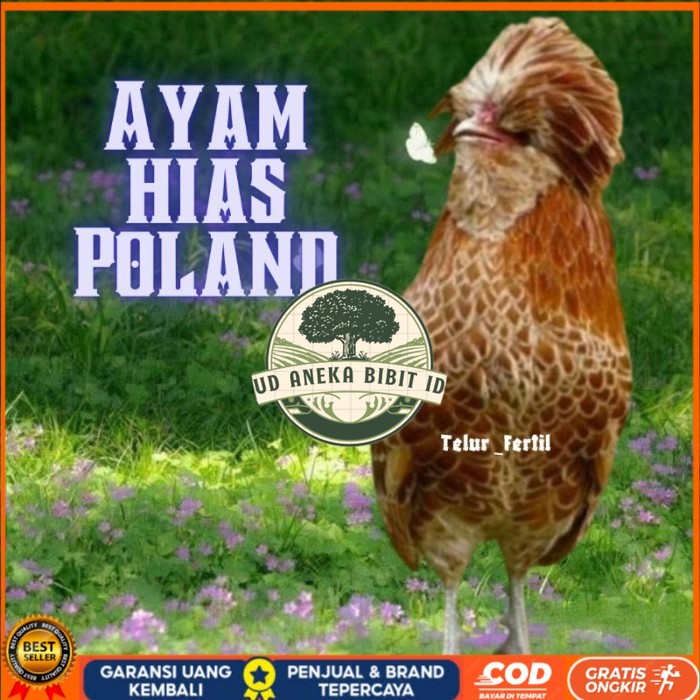 

telur ayam hias Poland bisa untuk di tetaskan original berkualitas UD ANEKA BIBIT ID