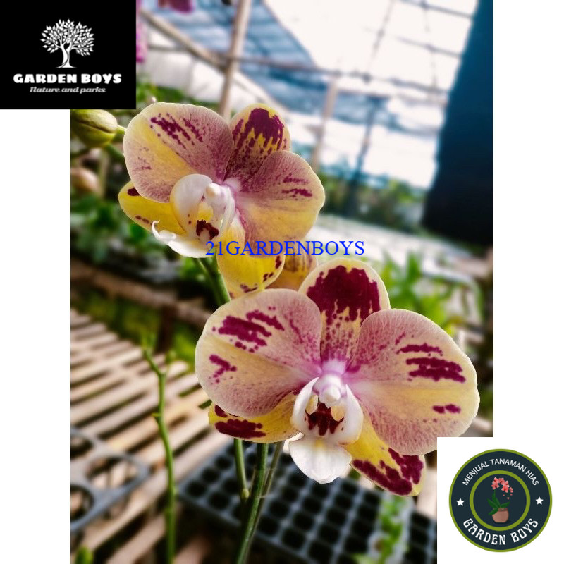 (TERMURAH) Anggrek bulan kuning sembur merah dewasa spike .