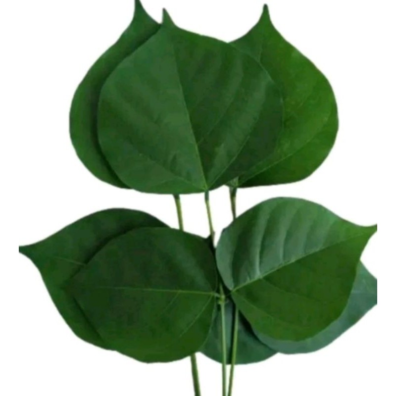 

daun Dadap serep..buat anak demam 1 iket