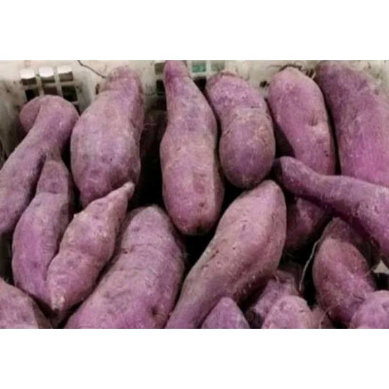 ubi tela ungu/ ketela rambat ungu 1kg