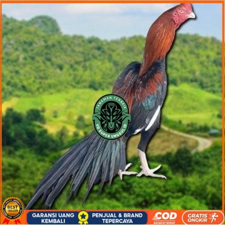 

TELUR BANGKOK EKOR LIDI FRESH (JAMIN FERTIL) UD_SUPER_UNGGUL_ID