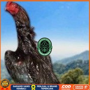 

telur tetas ayam shamo super jumbo ori super garansi UD_SUPER_UNGGUL_ID
