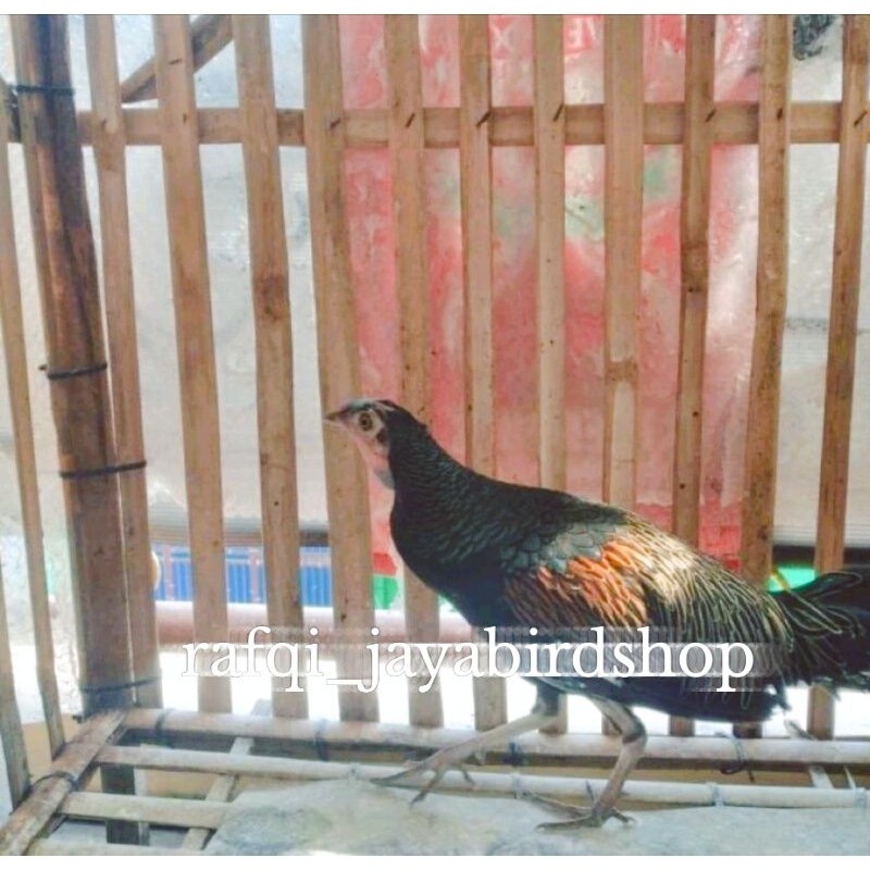 AYAM HUTAN JAWA JANTAN/BETINA