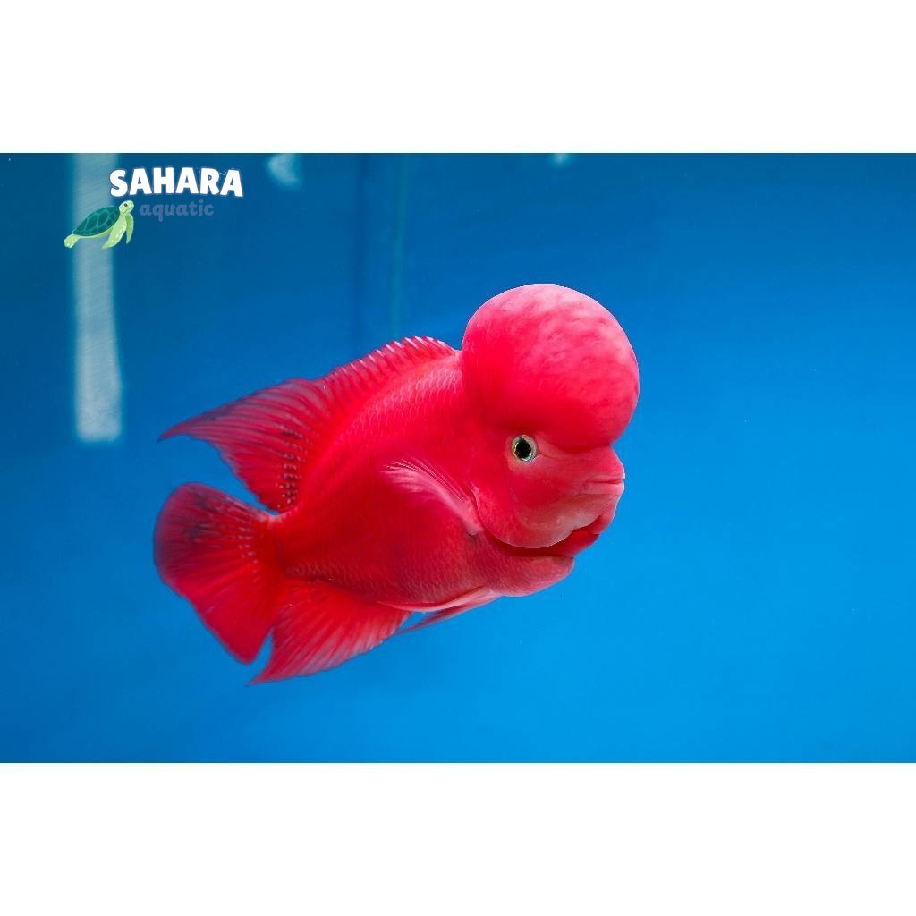 Burayak Louhan Super Red Monkey Import Thailand 3-4cm ukuran kecil