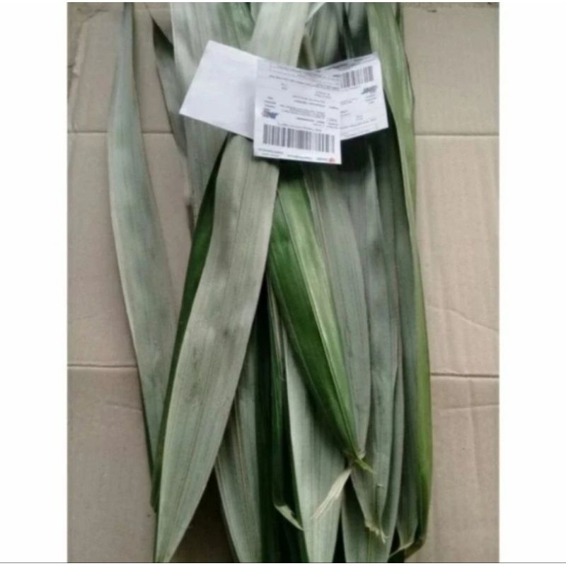 

Cod Daun Salak Segar herbal 500gram '
