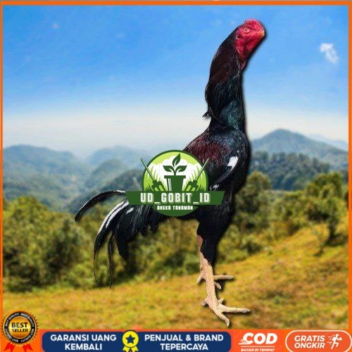 

telur tetas ayam shamo ukuran besar UD_GOBIT_ID