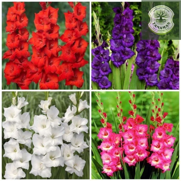 TERLARIS TANAMAN HIAS BUNGA SEDAP MALAM WANGI - POHON SEDAP MALAM -  TANAMAN HIAS HIDUP - BUNGA HIAS