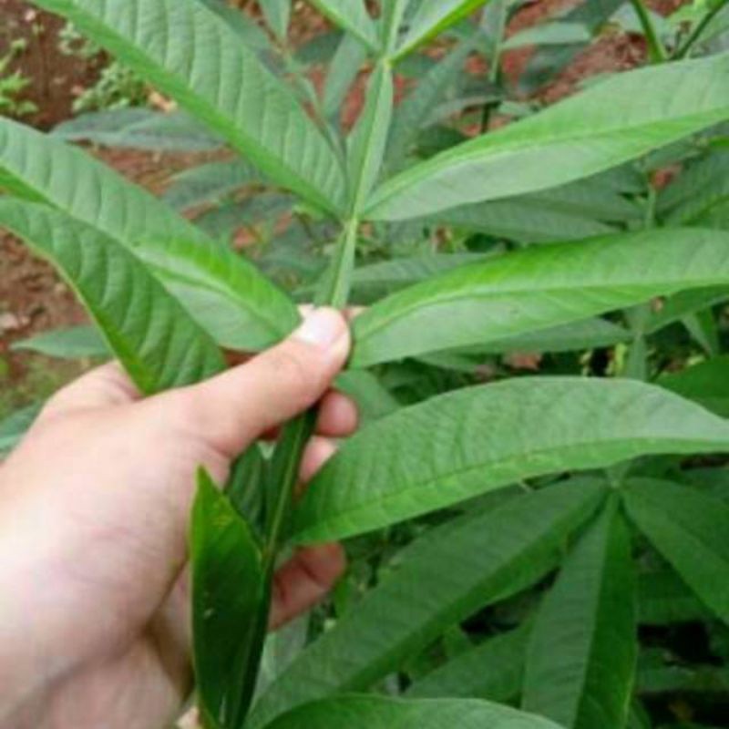 

Cod DAUN SUNGKAI JATI FRES PENANGKAL CORONA 250 GRAM