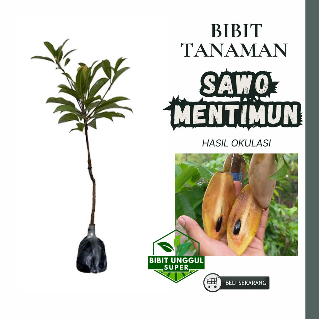 Bibit Tanaman Buah Sawo Mentimun sawo mentimun okulasi