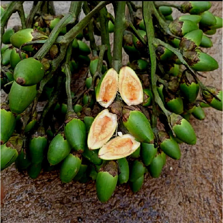 

Buah Pinang muda fresh Alami 1 kg